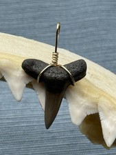SHARK TOOTH PENDANT.. fossilized 1 inch upper Lemon ( NON ENDANGERED )