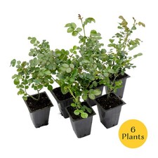 Pink Carpet Rose in 3.5” Nursery Cubes (Rosa ‘Flower Cover