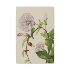 Mary Vaux Walcott - Hedge Bindweed (Calystegia (Convolvulus) - Canvas