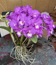 Guarianthe skinneri  Carpenteria  FCC/AOS Orchid Eros One Growth W/Sheath 7  Pot