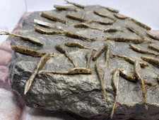 1" Micro Fluke Minnow, solid natural colors