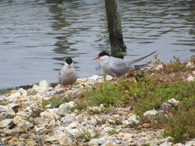 Foto 6x4 Common Begriff, Brownsea Island Liliput Trotz Namen dies um 2009