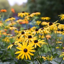 Rudbeckia Hardy Perennial Flower Garden Plant 'Goldsturm' in 9cm and