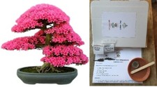 Grow Your Own Bonsai Starter Kit | Judas Tree | FREE GIFT | Same Day Dispatch