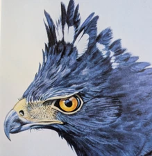 Wildlife Art Print Black Hawk-Eagle Sprzaetus Tyrannus Bird Matted