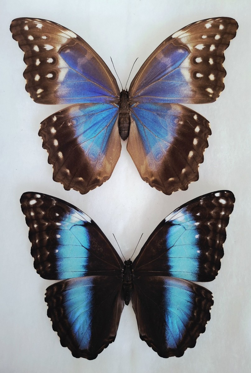 MORPHO DIDIUS & MORPHO DEIDAMIA FEMALE A1 UNMOUNTED WINGS CLOSED