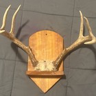 Deer Antlers Taxidermy Mount on Wooden Plaque Wall Display Mammal — photo 3