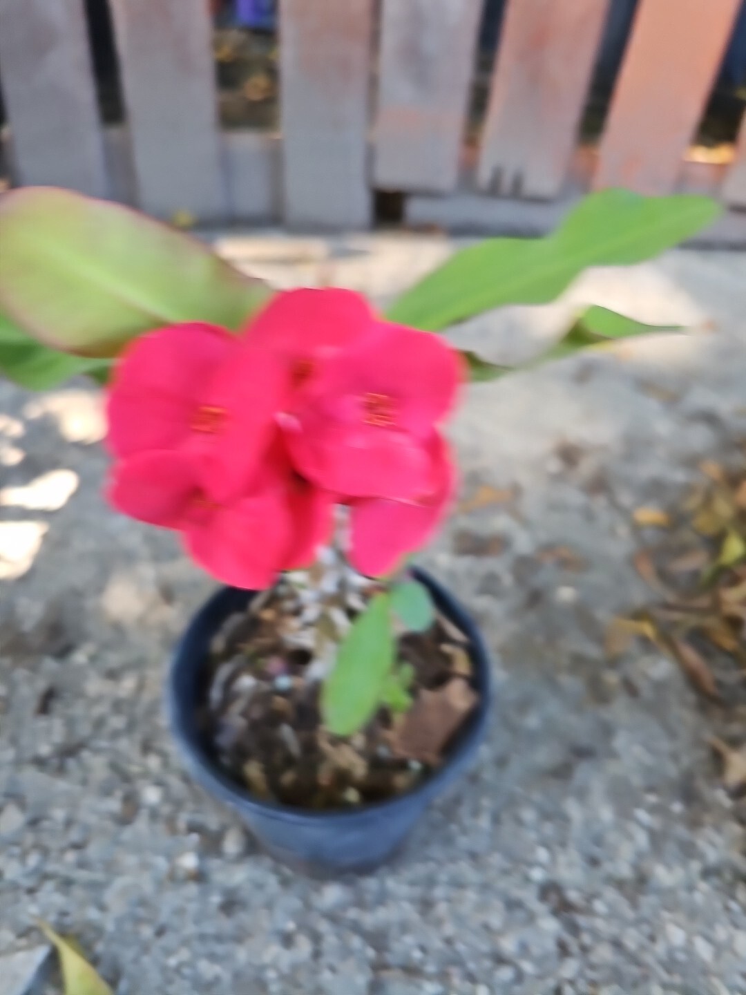 THAI RED CROWN OF THORNS 57" WELL ROOTED LIVE PLANTBIG SIZE FLOWERSEUPHORBIA Falak Tayyeb