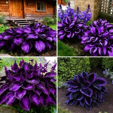 Hosta Seeds for Planting, 200pcs Rare Perennial Hosta Flower Seeds Garden Outdoo
