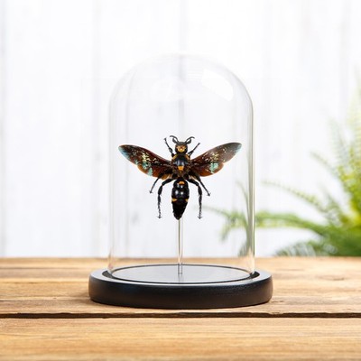 Riesige Scoliid Wespe in Glaskuppel (Megascolia procer)(XL)