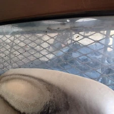 Back Glass Fixed Regular Cab Fits 89-95 TOYOTA PICKUP USED