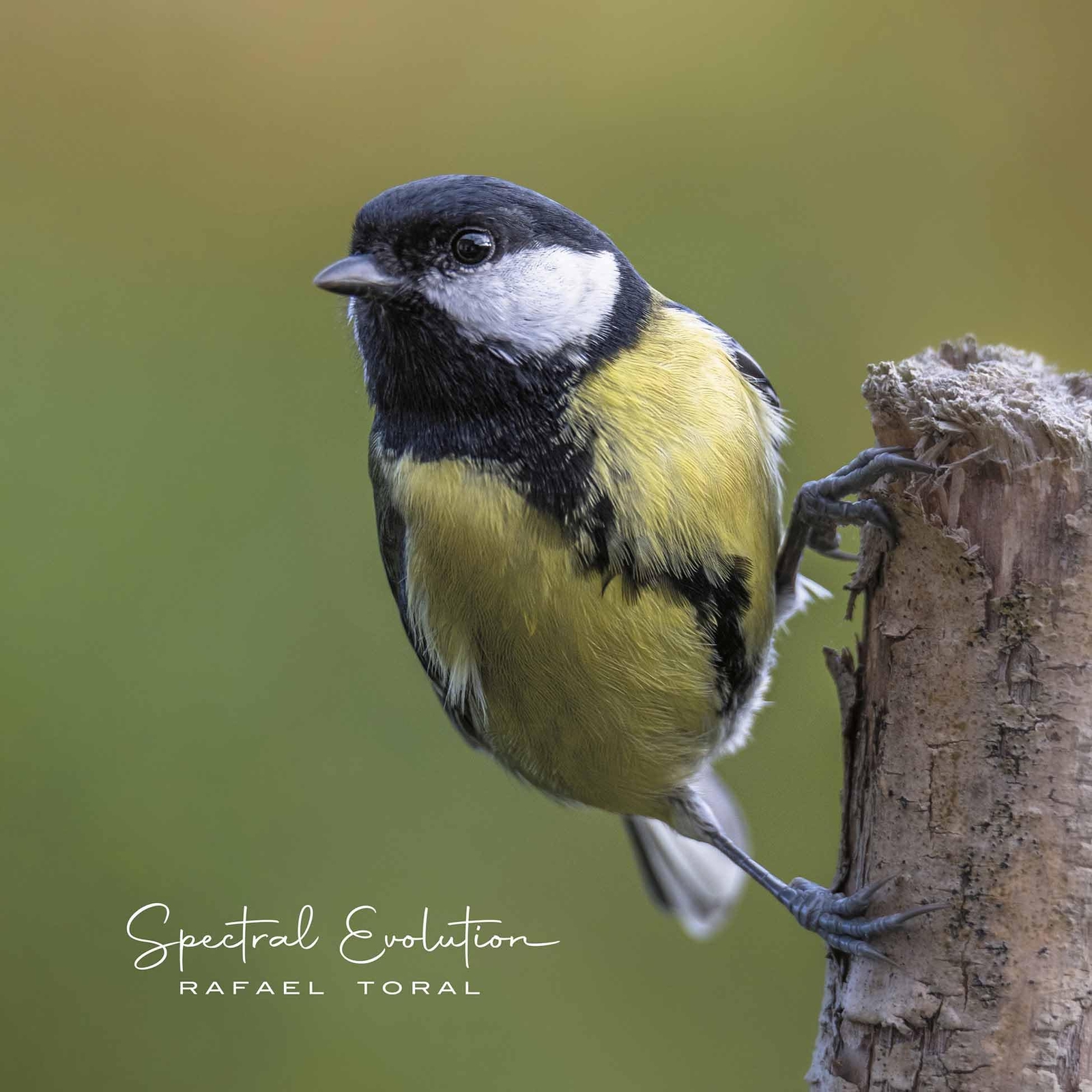 Rafael Toral Spectral Evolution LP Vinyl M14 NEW