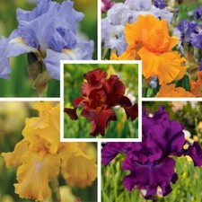 T&M Iris Re-Blooming Collection Garden Plant Hardy Rhizome 5 Flowering Bareroots