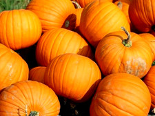 Connecticut Field Pumpkin Seeds 10 SEEDS  NON-GMO  BUY (4) ITEMS FREE SHIPPING