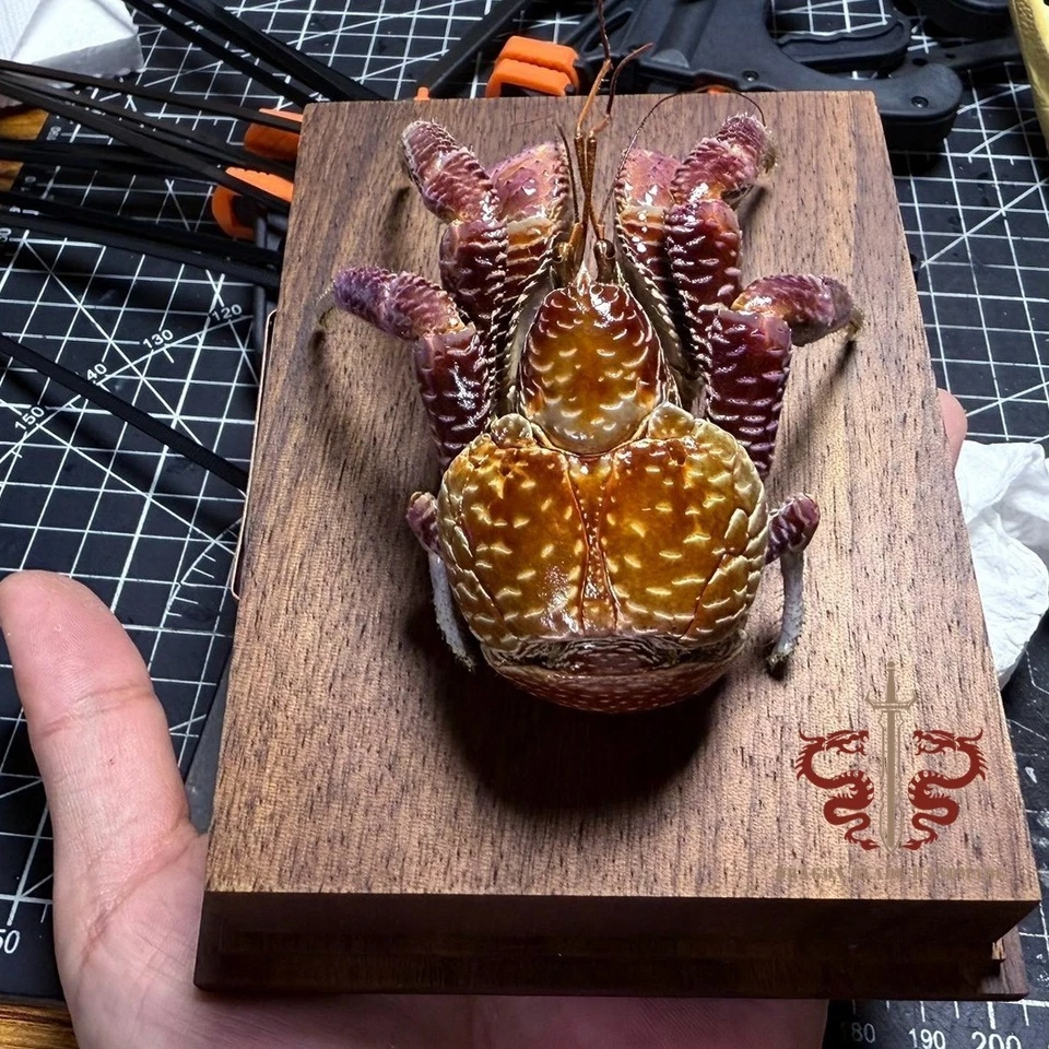 Espécimen de cangrejo cangrejo de coco real, Birgus latro, calidad de museo, colección regalo Foto 3 de 4