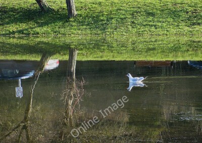 Foto 6x4 Das Elend eines Mannes... Ross-on-Wye...ist die Freude eines anderen Mannes's. a c2010