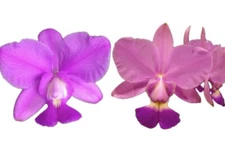 Cattleya walkeriana 'Welcome Back’ x Canaima's Sunny Boy' AM/AOS 2” Seedling