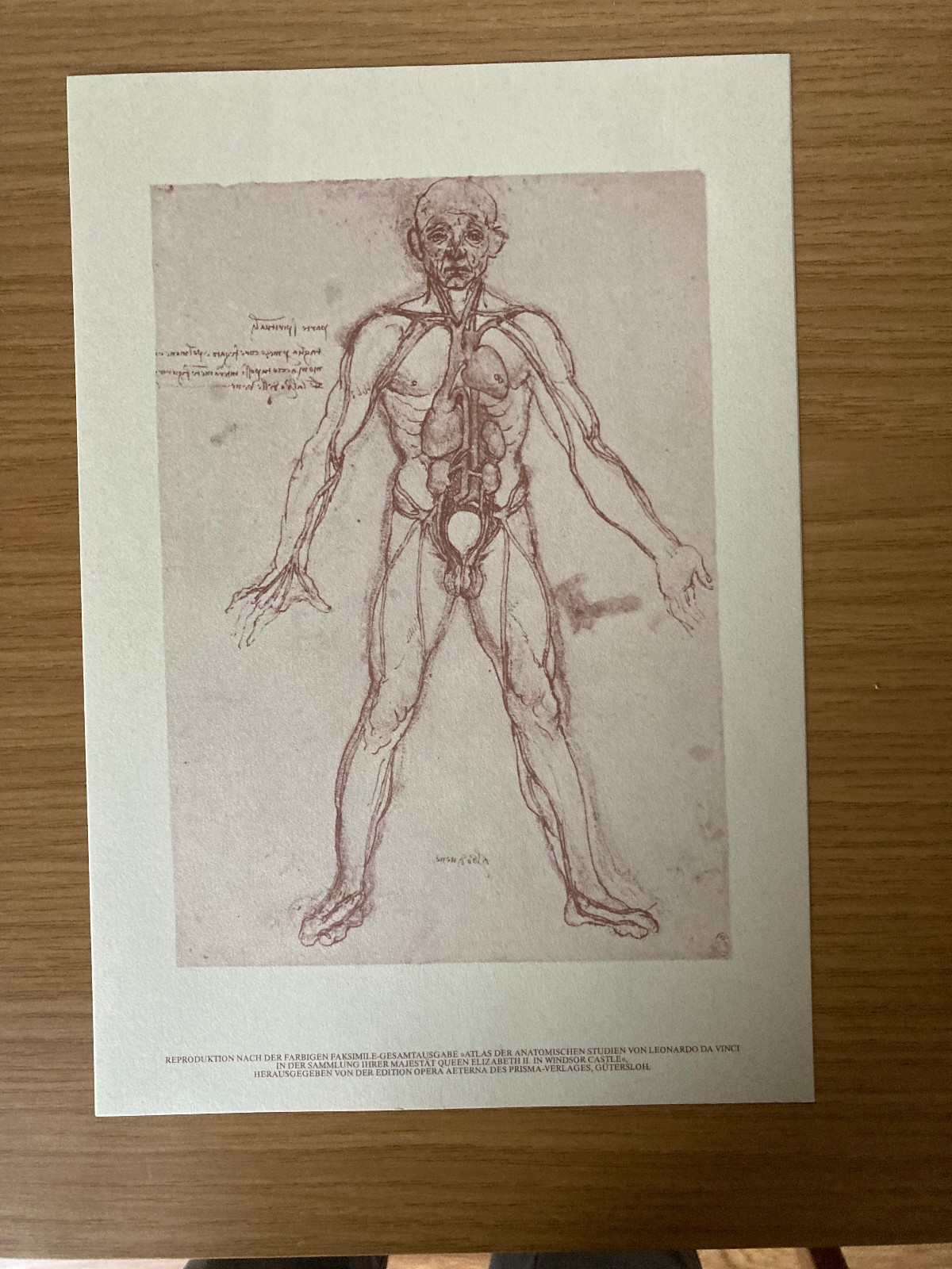 Leonardo DA VINCI: Anatomie-Studien menschlicher Körper, 10 Kunstdrucke Reprod.