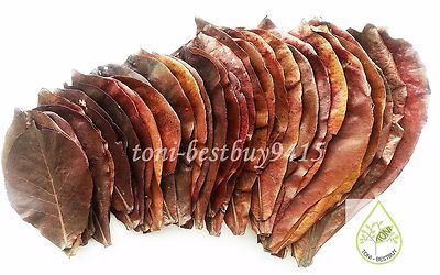 9'' A++ Catappa Ketapang Indian Almond Leaves Shrimp Betta Discus Cichlid 50 pcs 