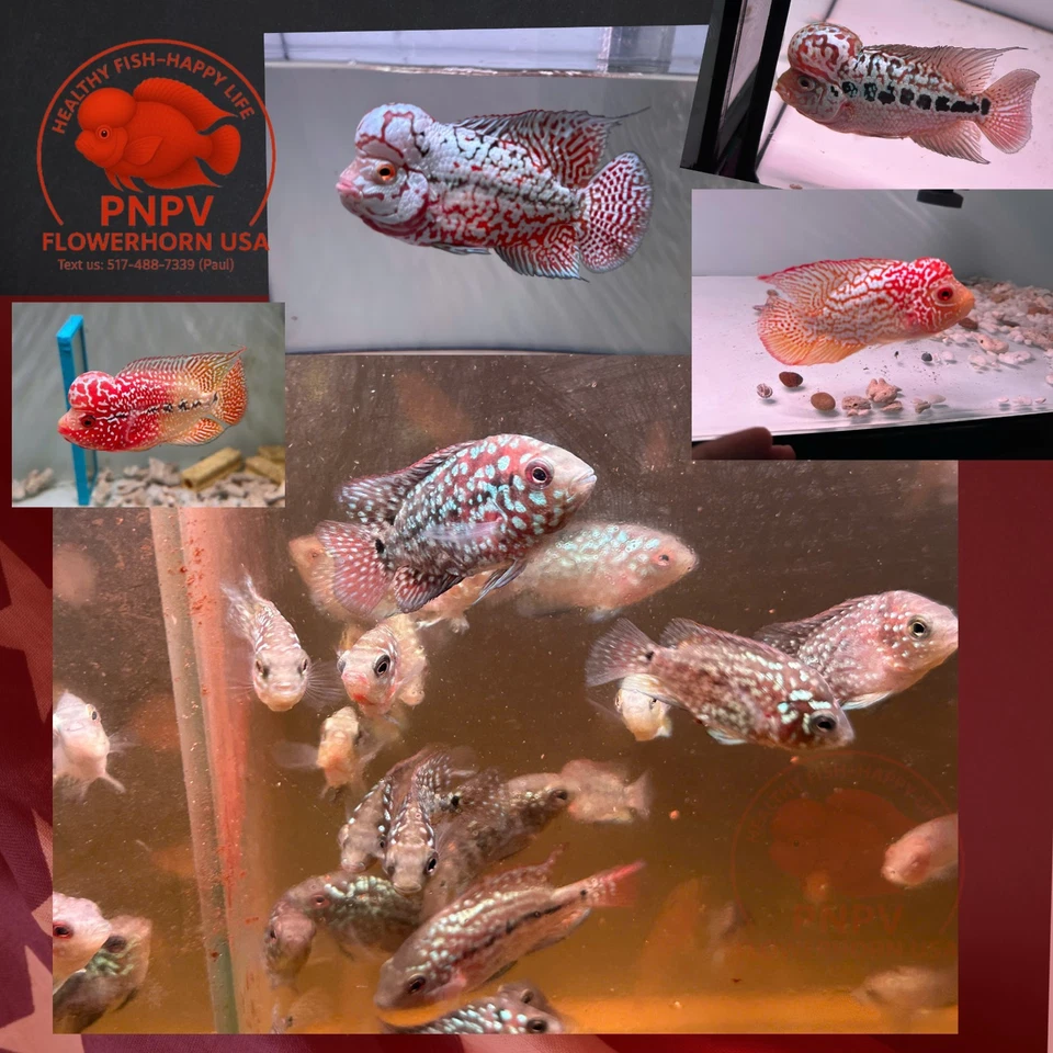 Fry Size Kamfa Flowerhorn Fish | Baby Kamfa | Live Aquarium - Buy 3 Get 1 Free - Image 2 of 4
