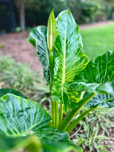 Taro Plant