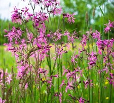 Lychnis flos-cuculi (Ragged robin) - Marginal Pond Plants - MP069