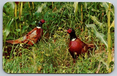 Postcard Bird Ring-necked Pheasants 21D