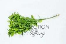 Fresh Ruscus Isreali Greens Great Filler 10stems/Bunch Wedding Event Everyday