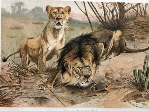 Engraving Bookplate Art Drawing Lion Lioness Royal Natural History Print 1896