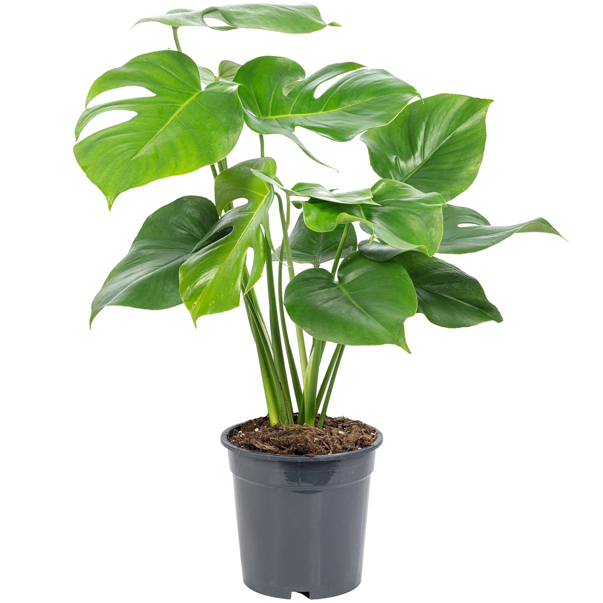 zimmerpflanze hawaii palme Hawaii Palme (Brighamia Insignis) 35 cm kaufen – Exotische Zimmerpflanze –  PlantmyHome