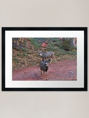 Two Bucks Two Bucks gerahmter Kunstdruck gerahmtes Wandbild Poster Leinwanddruck Bild