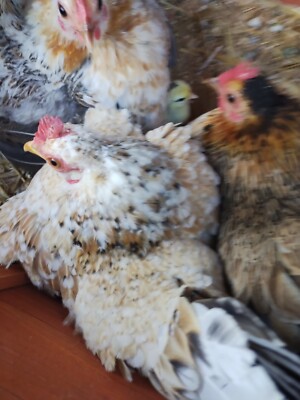 Serama Micro Smallest Chicken FRESH Hatching Eggs 6+1 Beautiful Coloring 