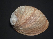 Haliotis fulgens Philippi, 1845 "UNUSUAL COLOR!"  (125.2mm)