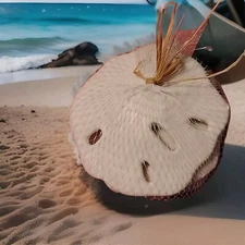 3" White Sand Dollars 3-pack by Shore Living Polyresin Ocean / Beach Decor