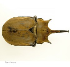 Megasoma for collectors | large size | Collector's Secret