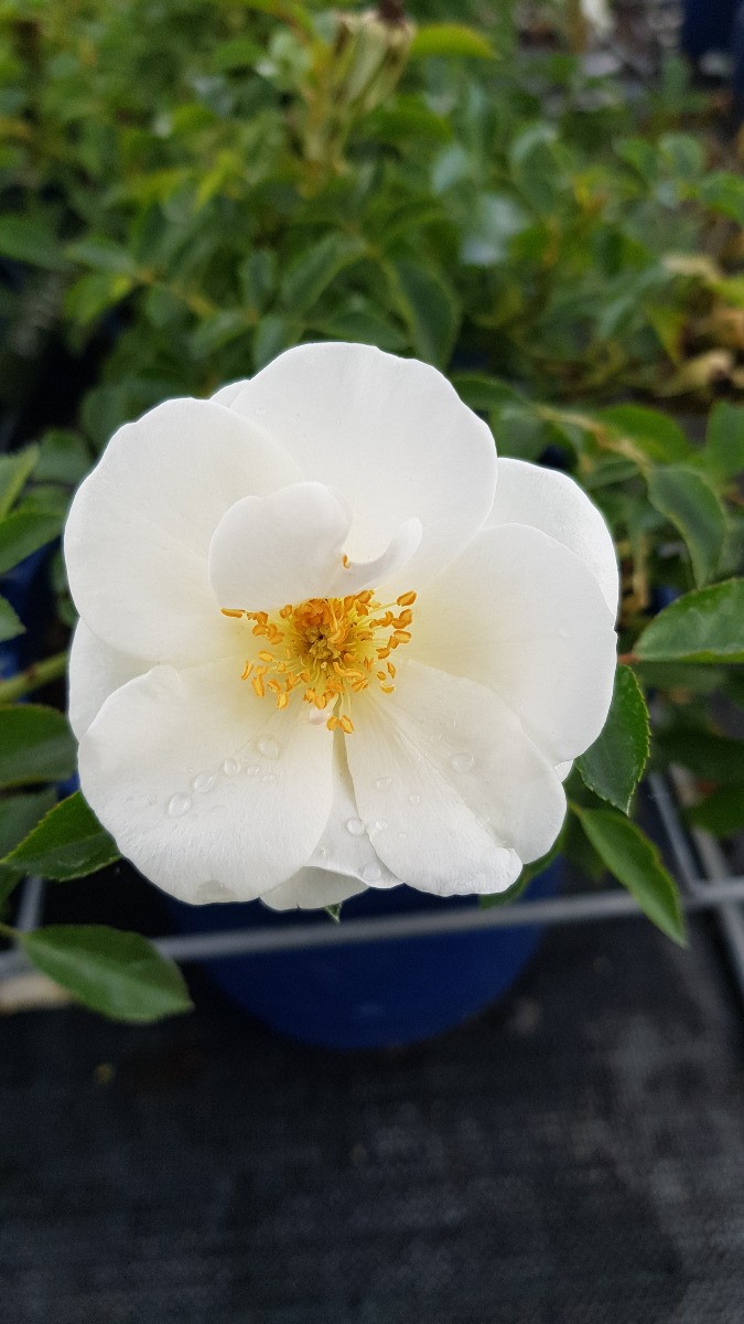 Rosier paysager blanc OPALIA Noaschnee une variété d'exception pour massifs
