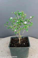 Chinese Serissa 'Mt. Fuji' Pre-Bonsai Tree - 4 Inch - Flowering for Beginners