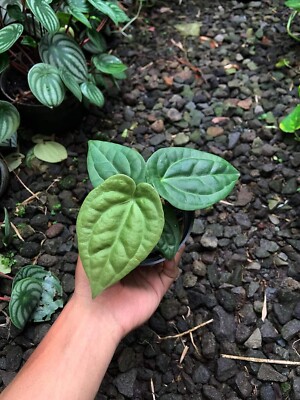 Anthurium Dorayaki X Luxurian rare anthurium house plant