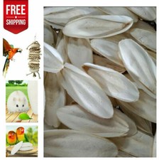 10-20Pc Cuttlebone for Birds Parrot Chewing Cuttle bone for Sharp Beaks 2.4-3.1"