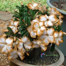 2 Semi Adenium Desert Rose Quadro Petali Bianchi Bordo Arancio Rari Fiori Giardino