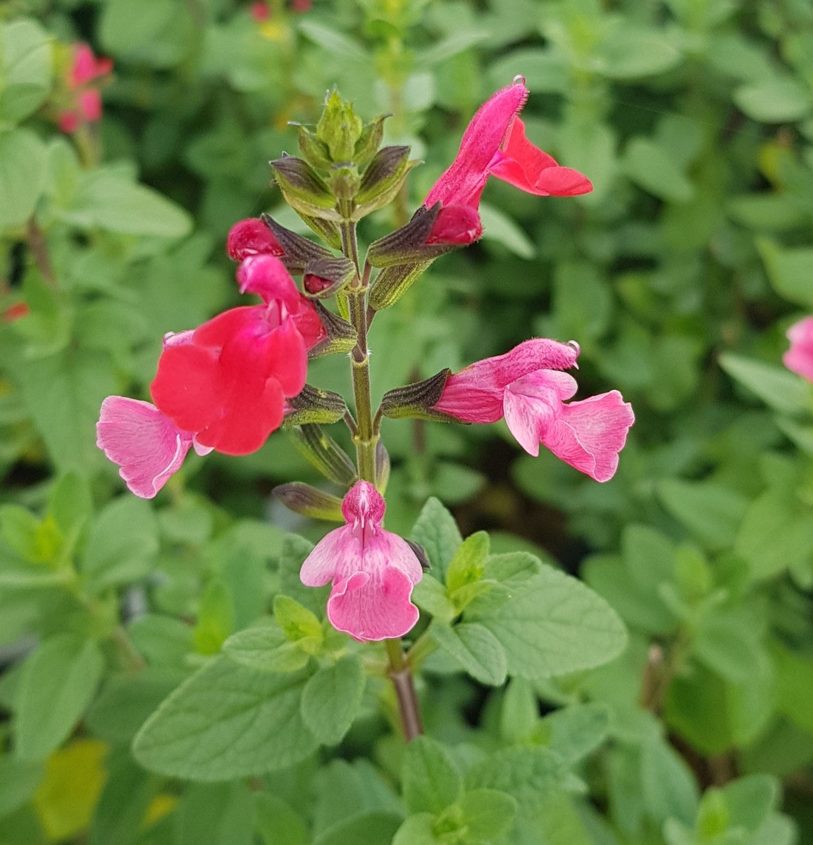Sauge de Graham Salvia microphylla arbuste floraison longue durée