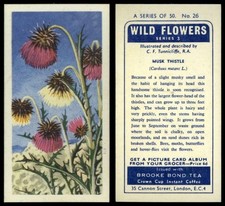 Musk Thistle #26 Wild Flowers Series 3 Brooke Bond 1964 Tea Card