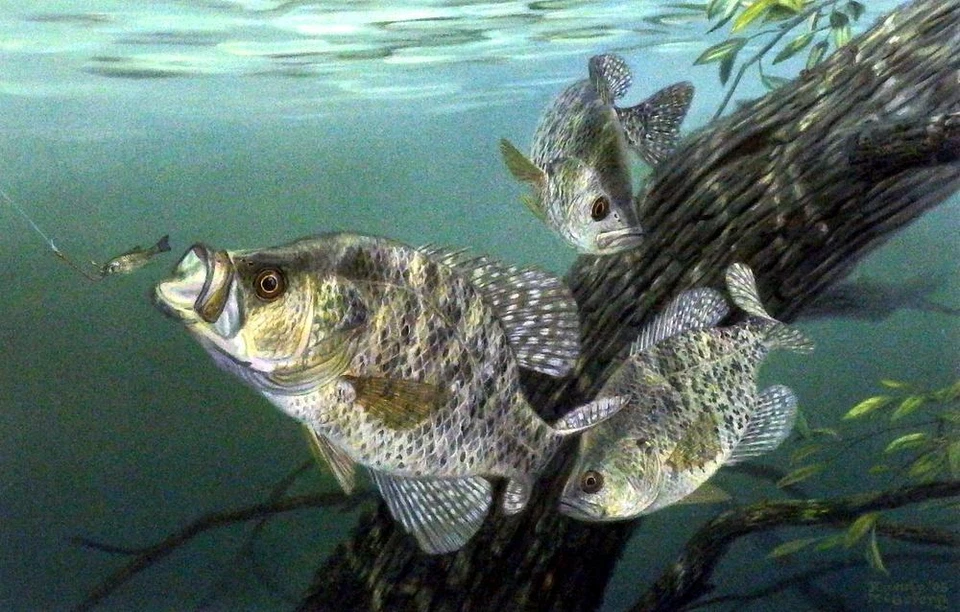 Randy McGovern "Tree Dwellers" Crappie Print 12" x 7.75"