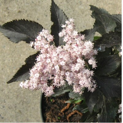 Säulenholunder Black Tower    Sambucus nigra Holunder säulenförmig rotlaubig