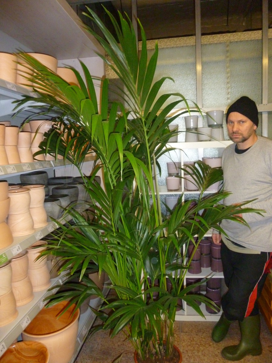 gummibaum dunkler standort Ficus elastica 'Abidjan' main image 0