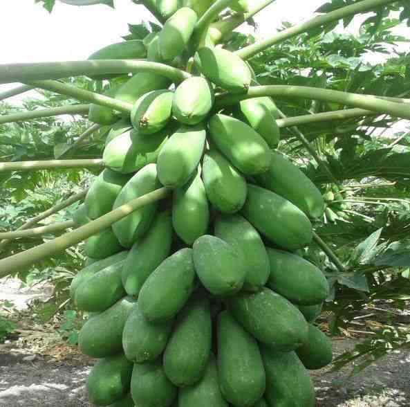 Papayer Carica papaya var. Intenzza résistant : comment réussir la culture de papayes