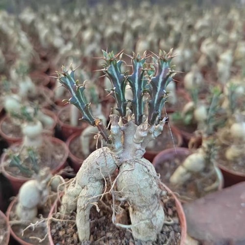 Planta de cactus suculenta de 15 cm Euphorbia Candelabro Cactaceae planta de jardín casero - Imagen 11 de 19