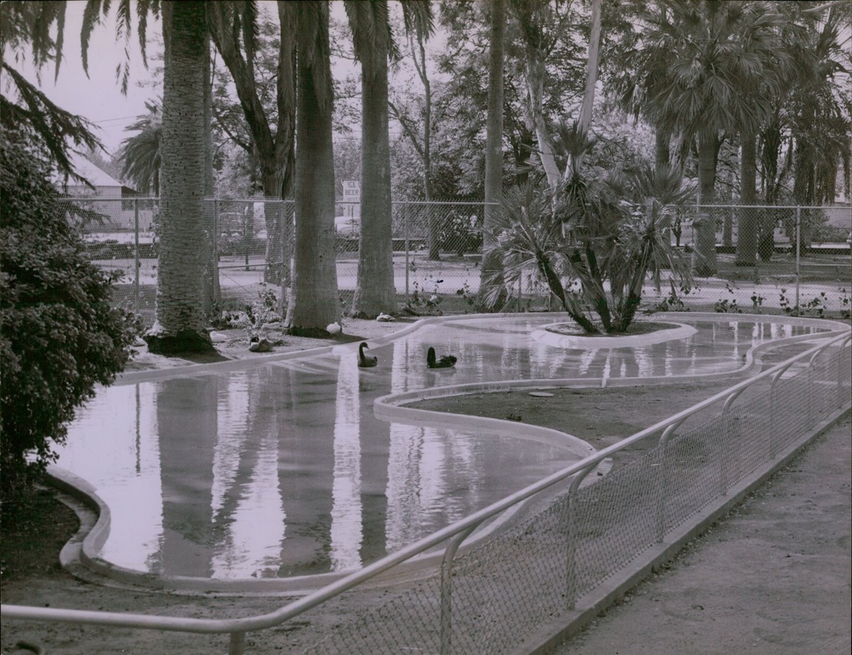 LG879 1959 Original Hegg Photo SWANDERFUL Black Swans Roeding Park