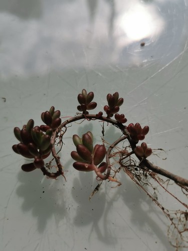 10x Ableger Sedum rubrotinctum, ca 10cm, Sukkulente mit besonderer Farbgebung - Bild 12 von 12
