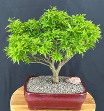 Dwarf Japanese Maple Bonsai Tree 25"H Outdoor Acer Palmatum Sharps Pygme